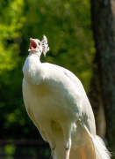 burung-merak 41 senarai